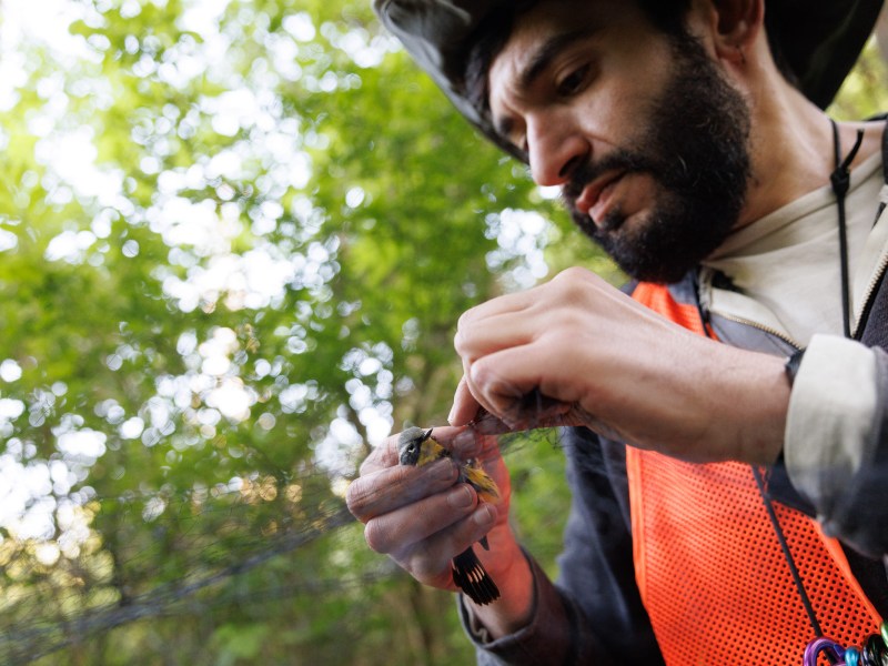 Nick Liadis, an avian ecologist and founder of Bird Lab, disentangles a magnolia warbler from netting strung up at a research outpost in Hays Woods, above the Monongahela River, on May 17.